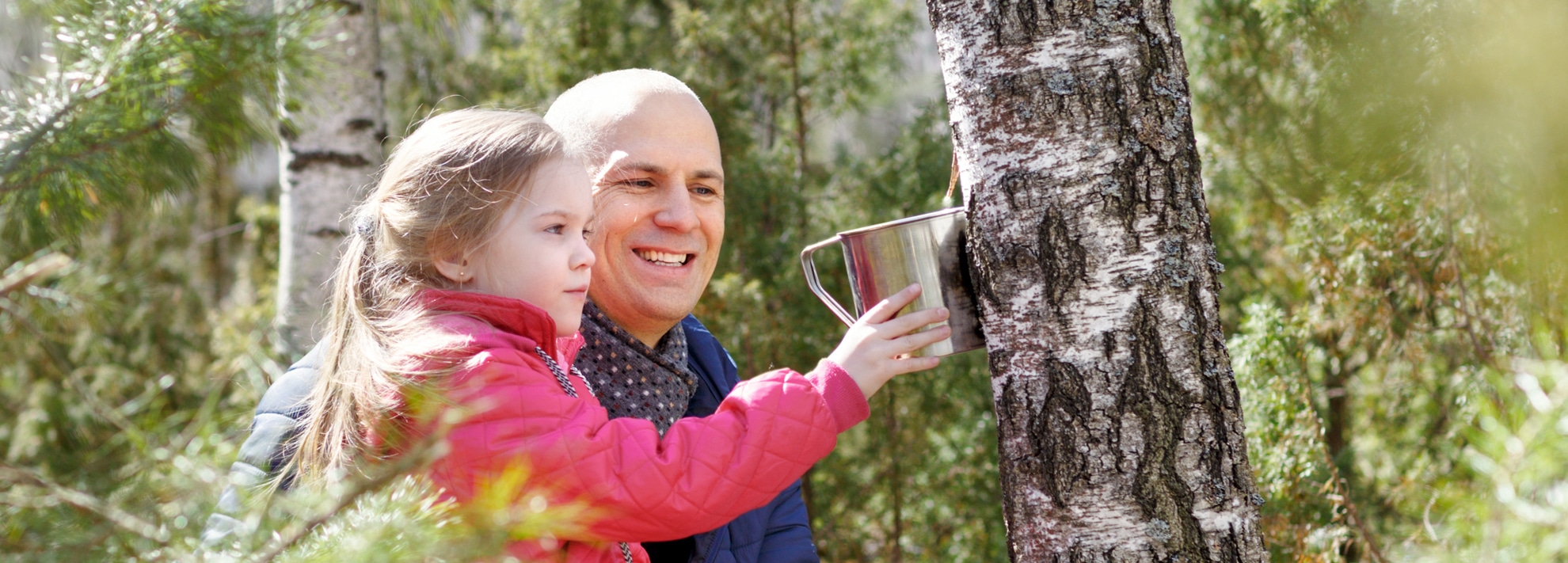 How to harvest birch sap ? - CDL Birch Sap Expert